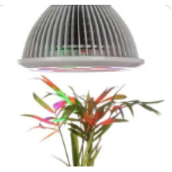 Plant lamp